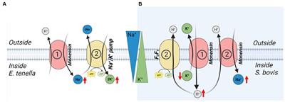 Polyether ionophore resistance in a one health perspective